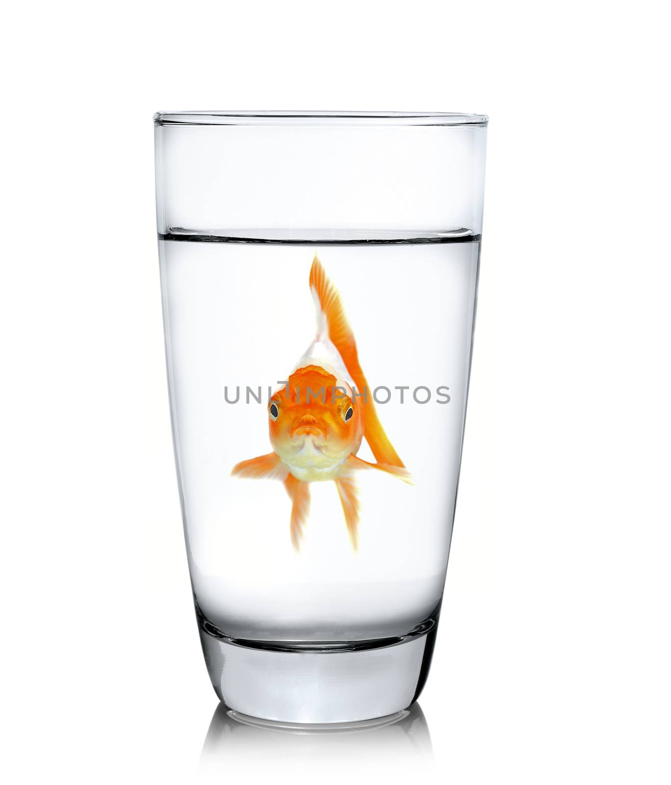 fish in drinking glass