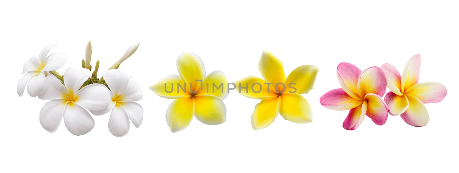Frangipani flower isolated on white background by sommai