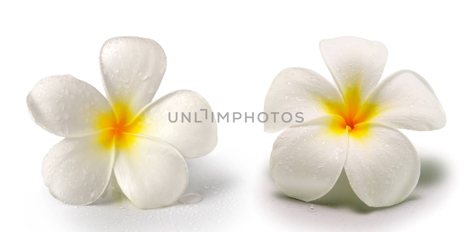 frangipani flower isolated on white by sommai