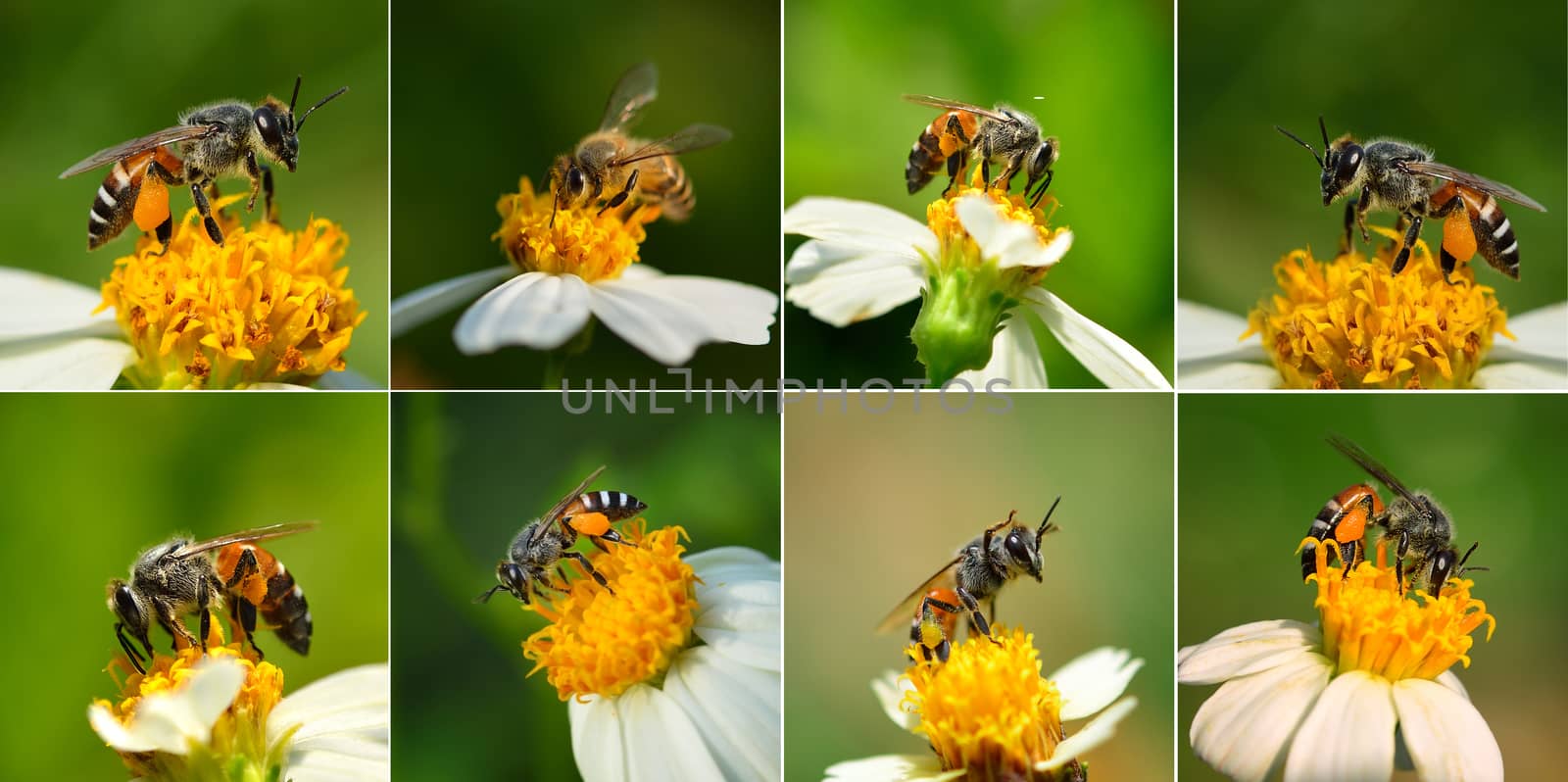 Close up  bees on  flower by sommai