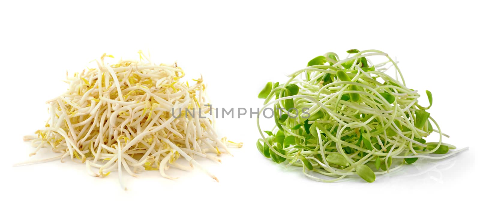 Bean Sprouts on White Background  by sommai