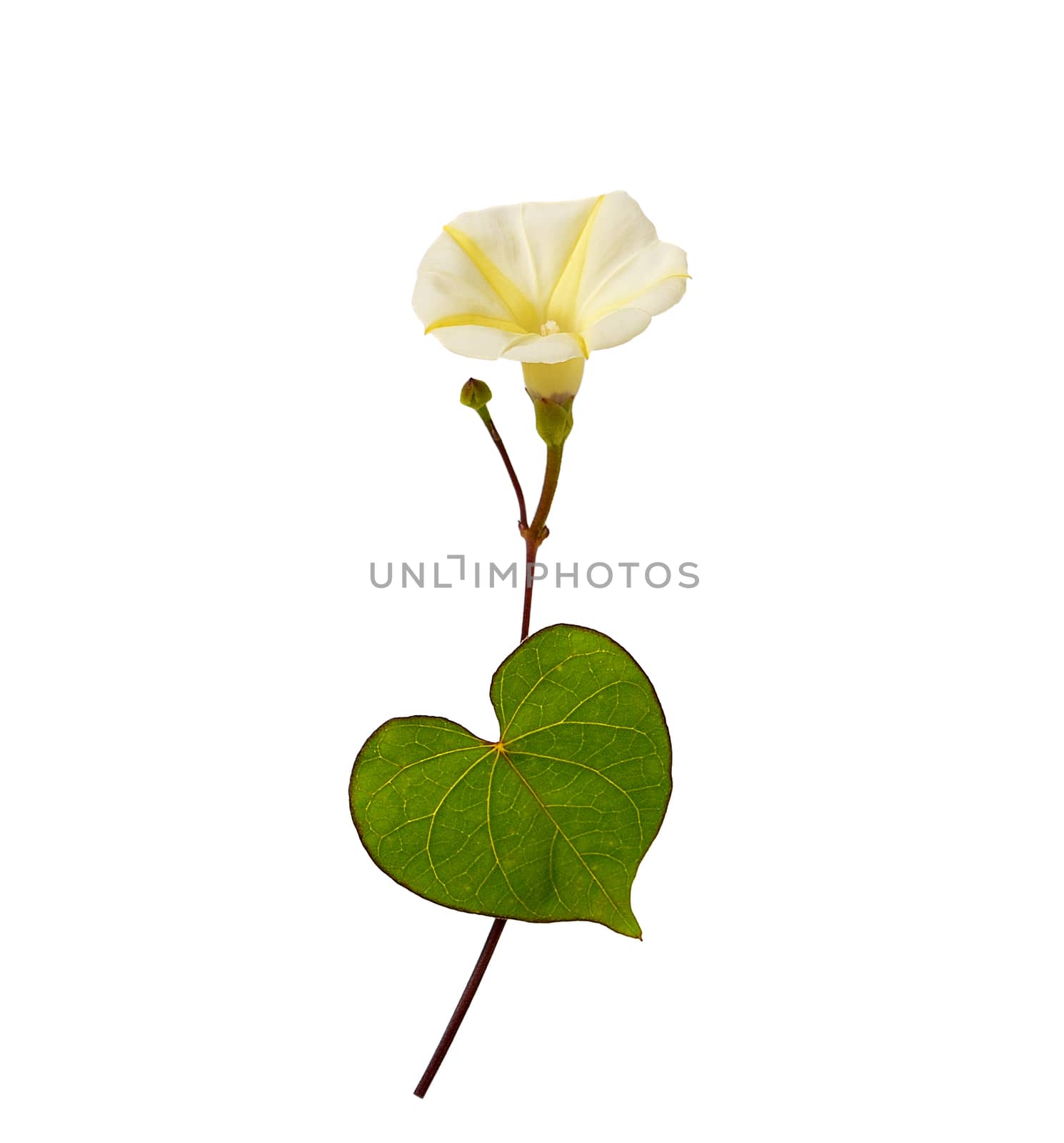 flower isolated on white background