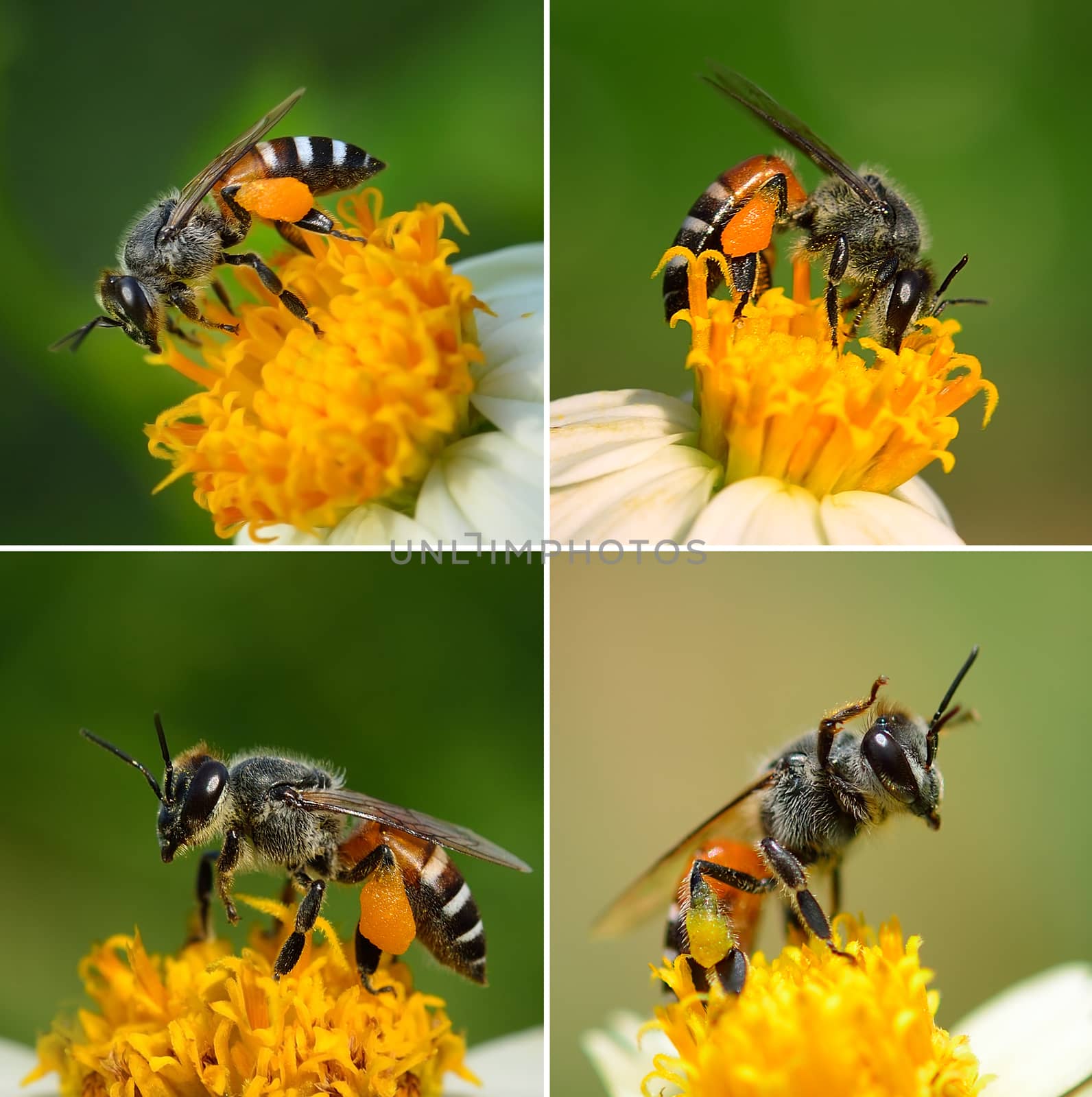 Close up  bees on  flower