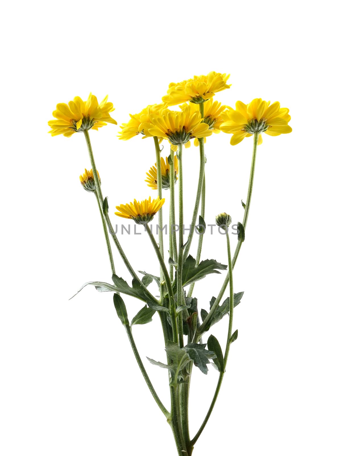 Yellow chrysanthemum flower with leaf