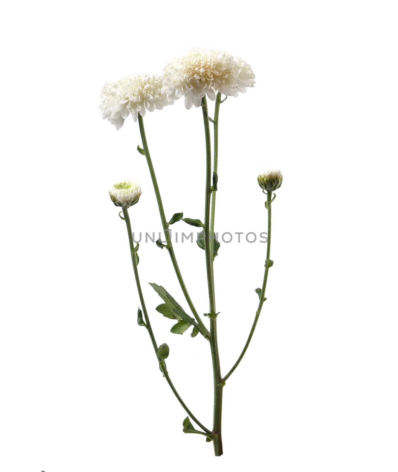 chrysanthemum flower with leaf