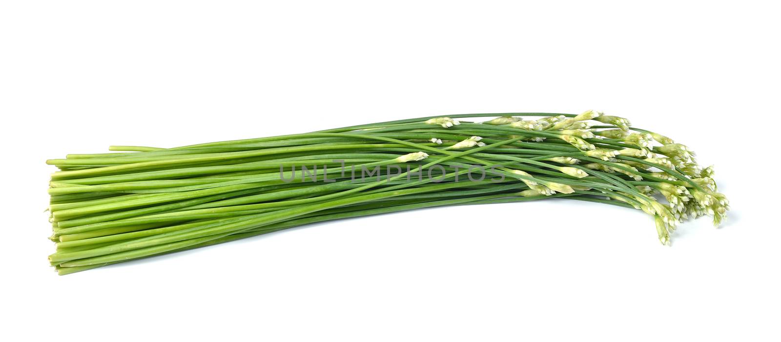 onion flower isolated on white background