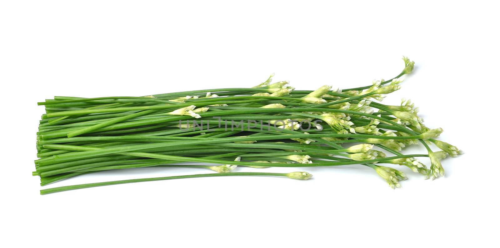 onion flower isolated on white background by sommai