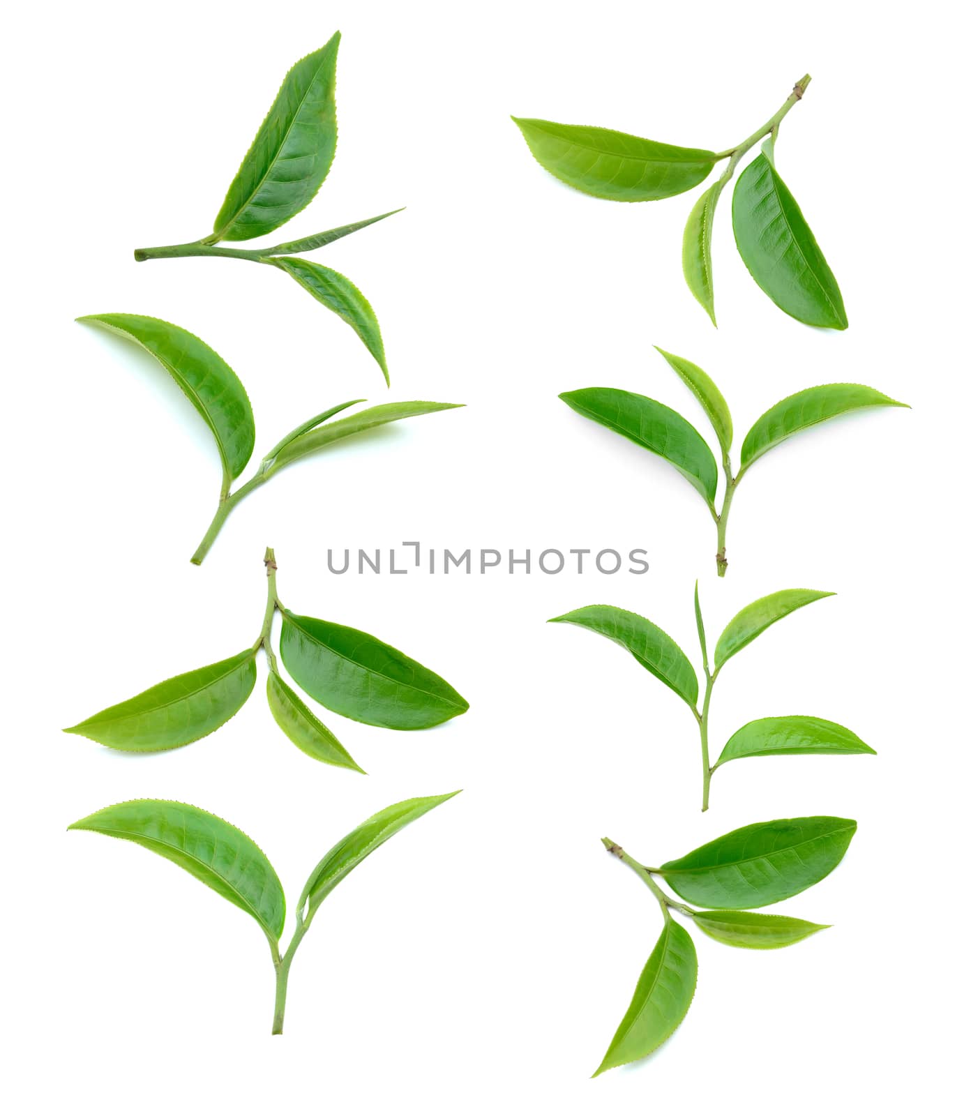 tea leaf isolated on white background by sommai