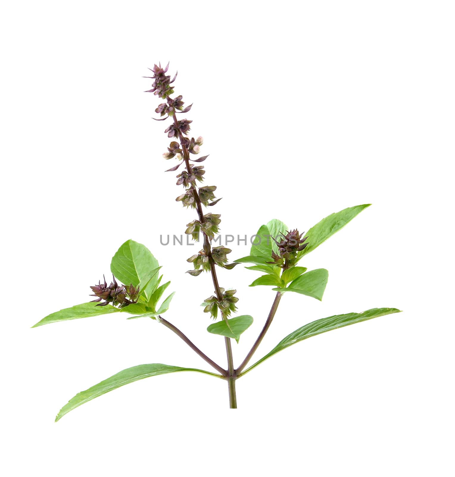 Thai Basil isolated on white background by sommai