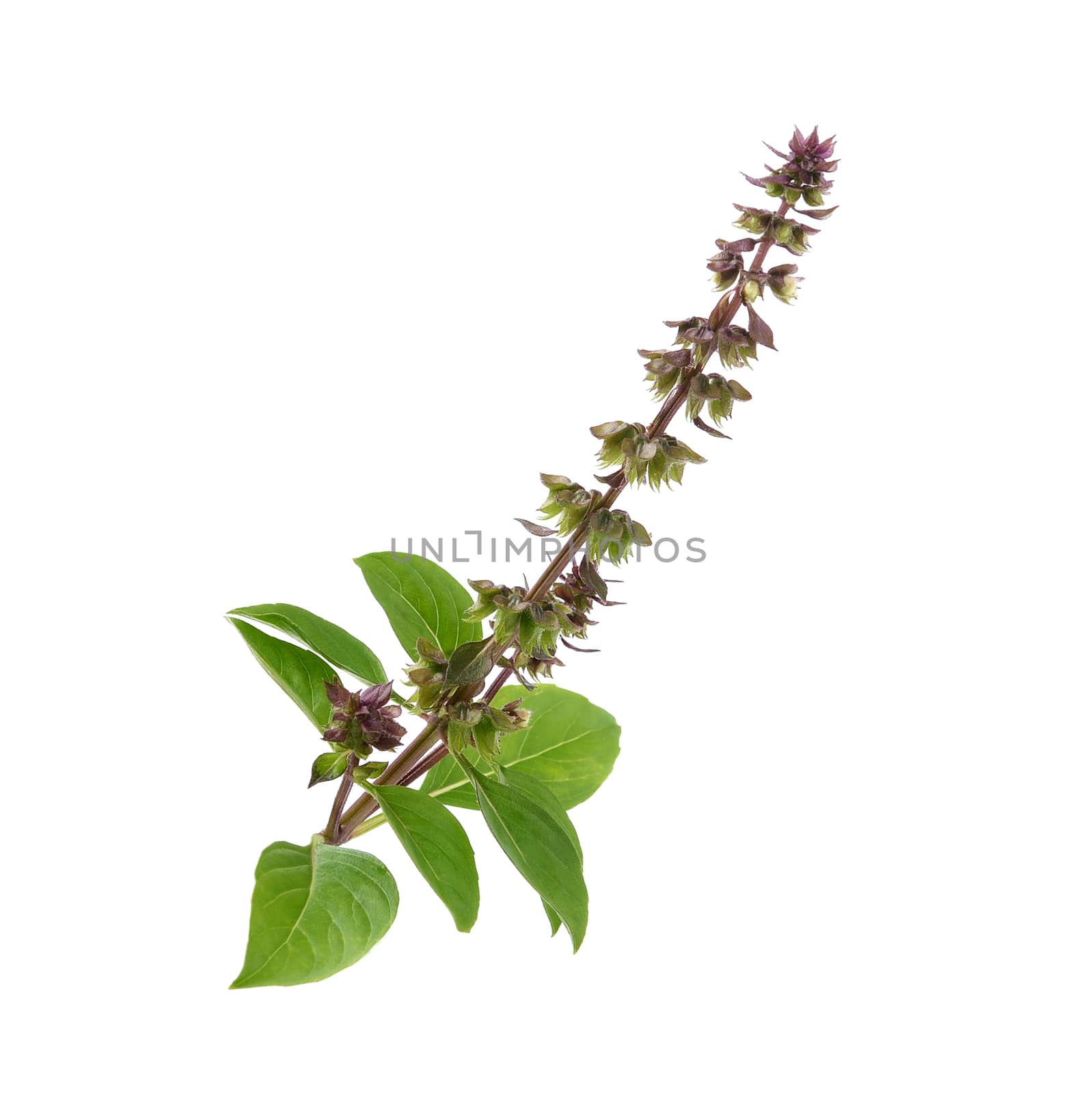 Thai Basil isolated on white background