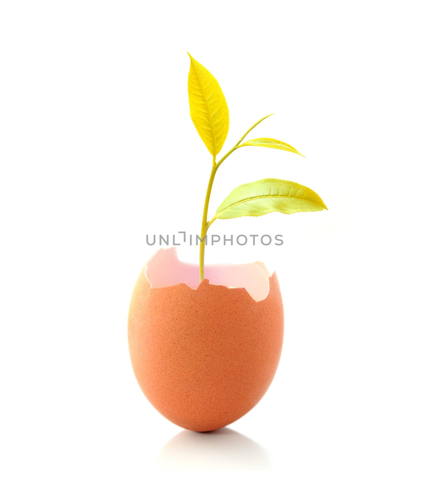 Young gold plant grow in eggshell isolated on white background