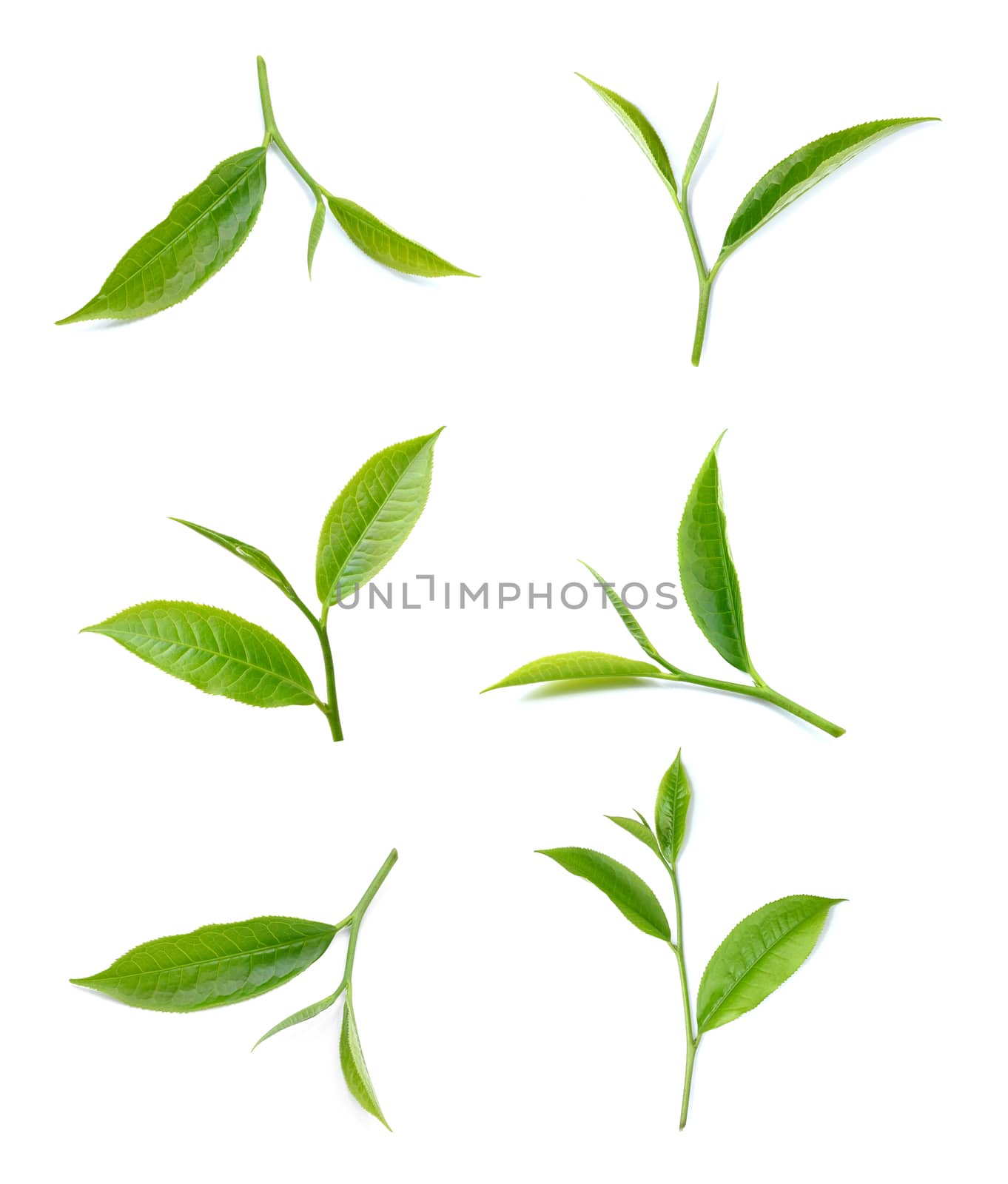 Green tea leaf isolated on white background by sommai