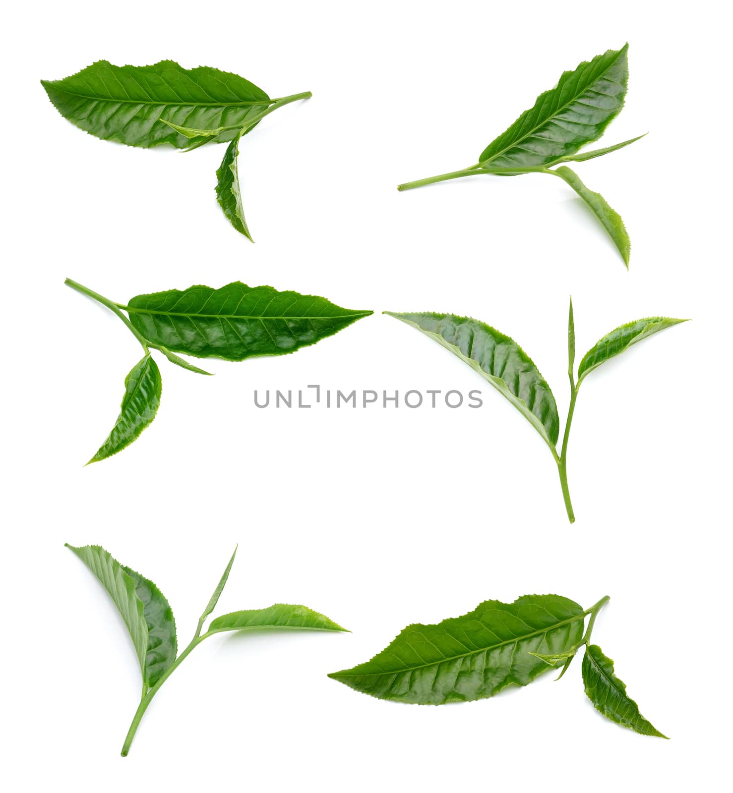 tea leaf isolated on white background