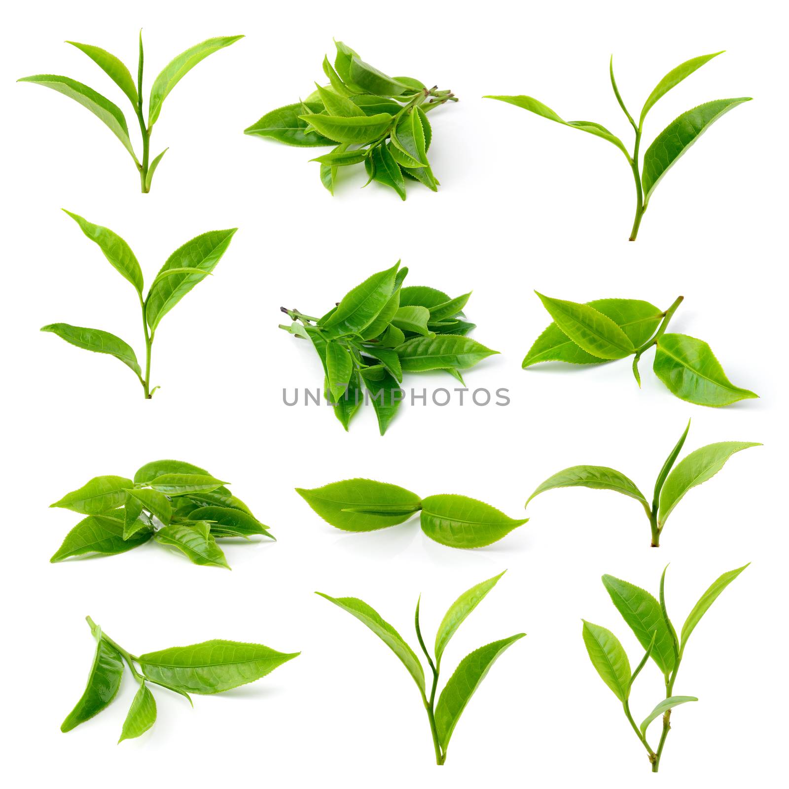 green tea leaf isolated on white background by sommai