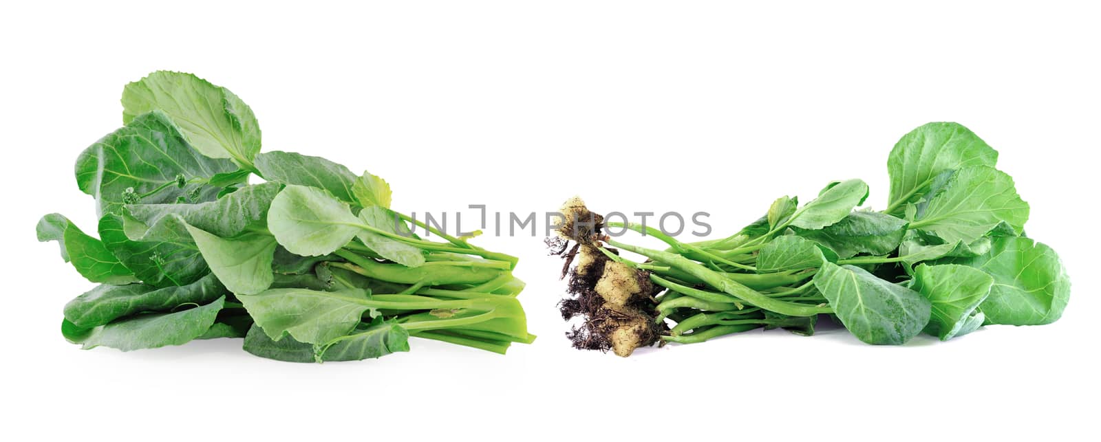 Chinese kale vegetable on white