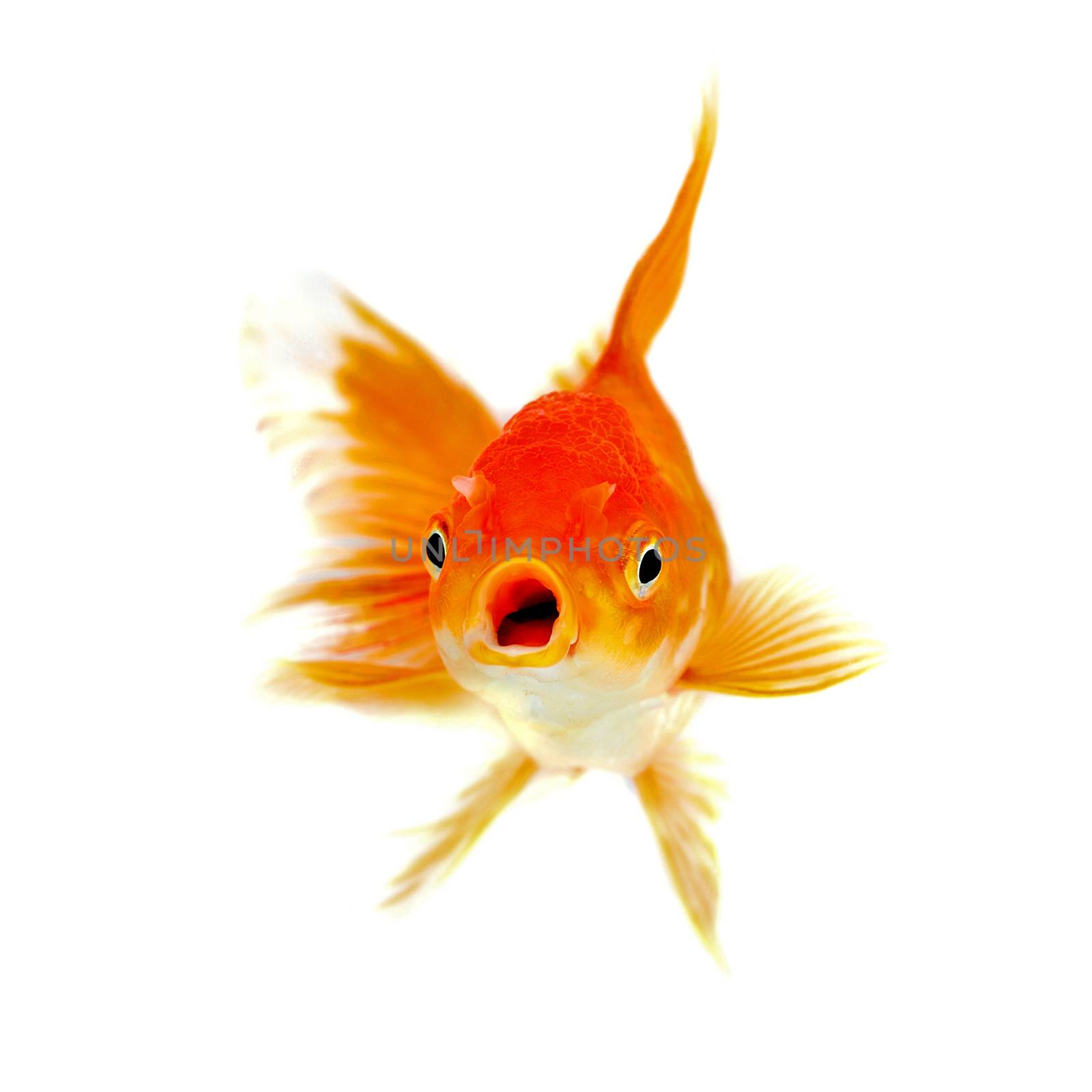 Gold fish Isolation on the white background by sommai