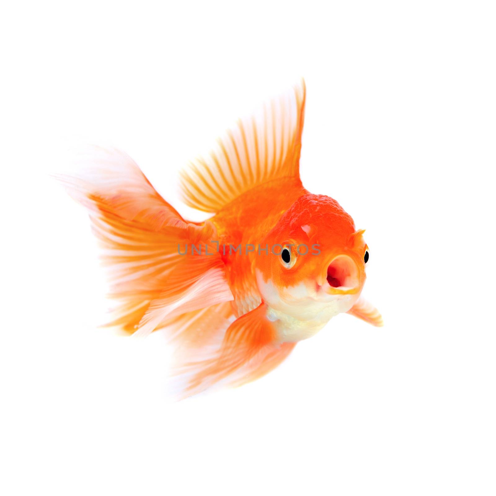 Gold fish Isolation on the white background