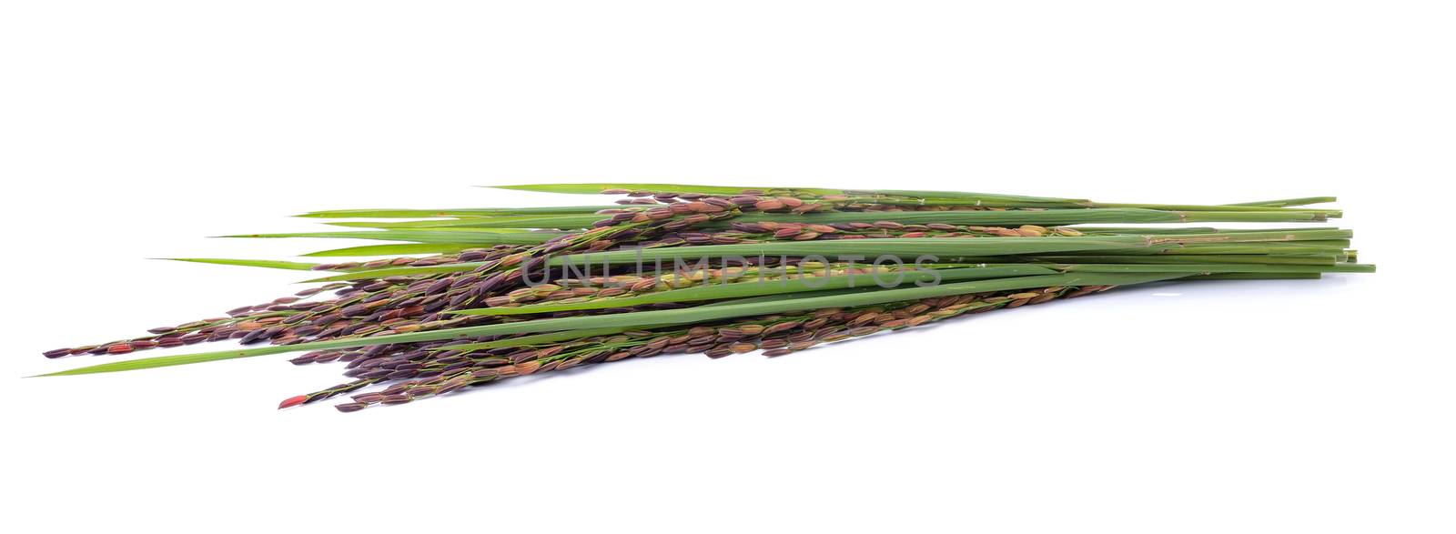 Rice berry on white background