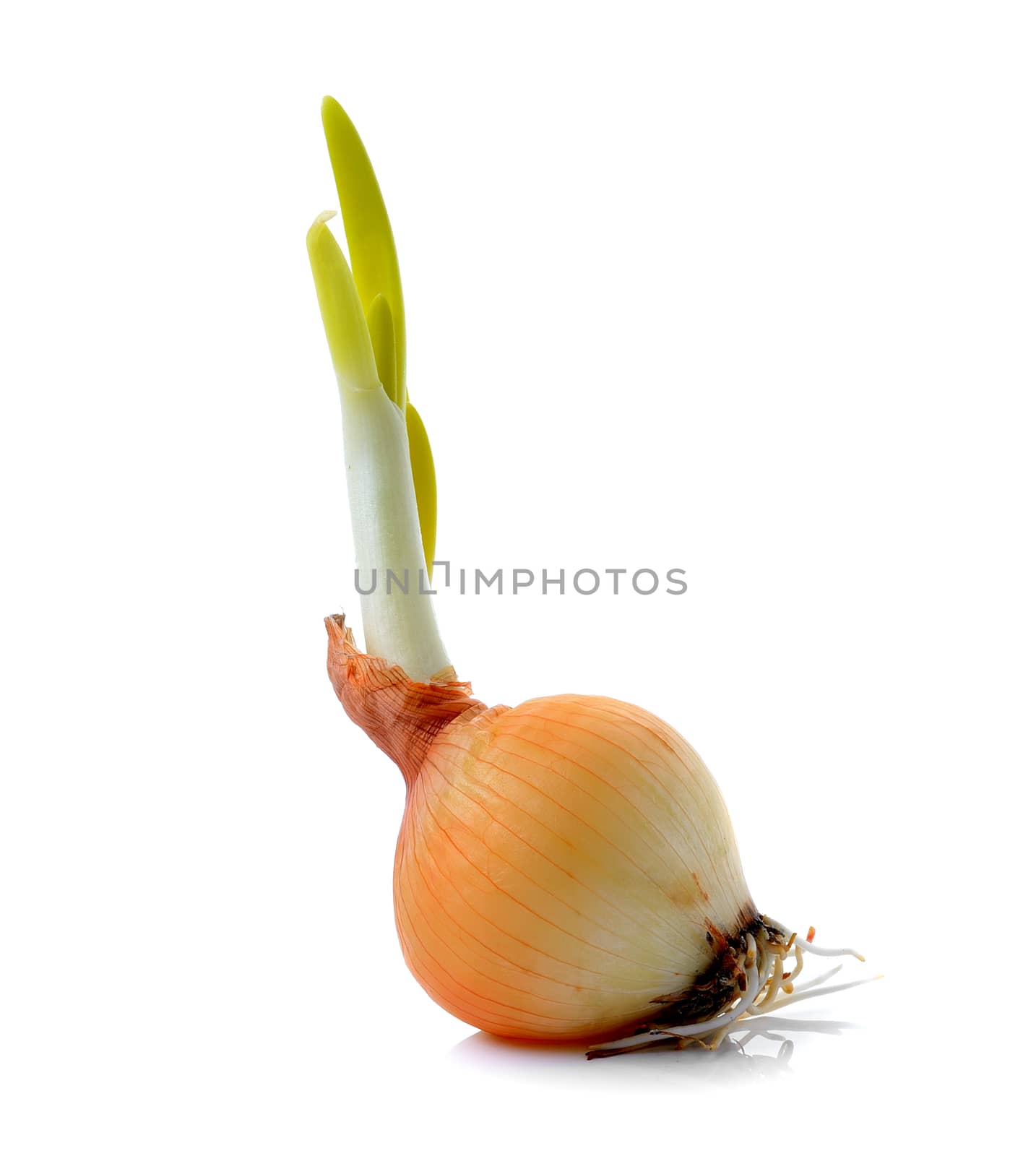 Onion on white background