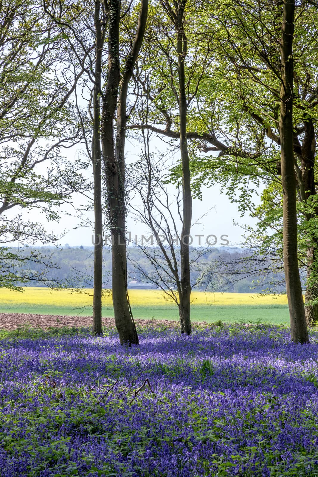 Bluebells in Wepham Wood by phil_bird