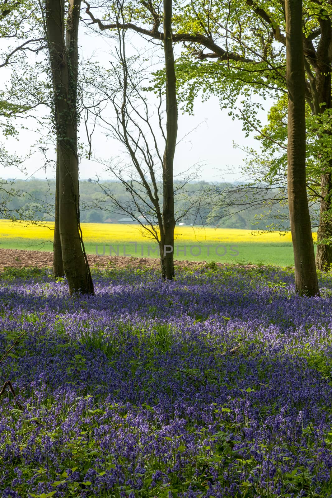 Looking  out of Wepham Wood by phil_bird