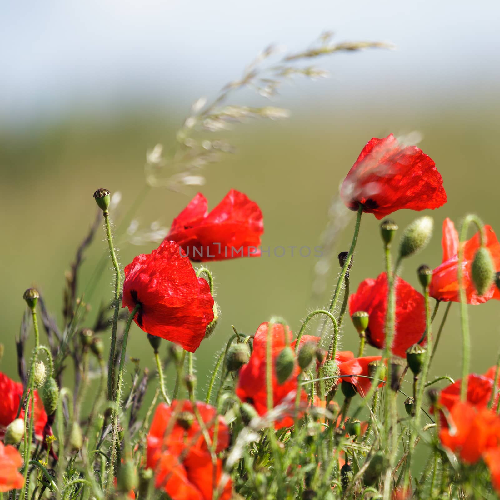 Field of Poppies in Sussex by phil_bird