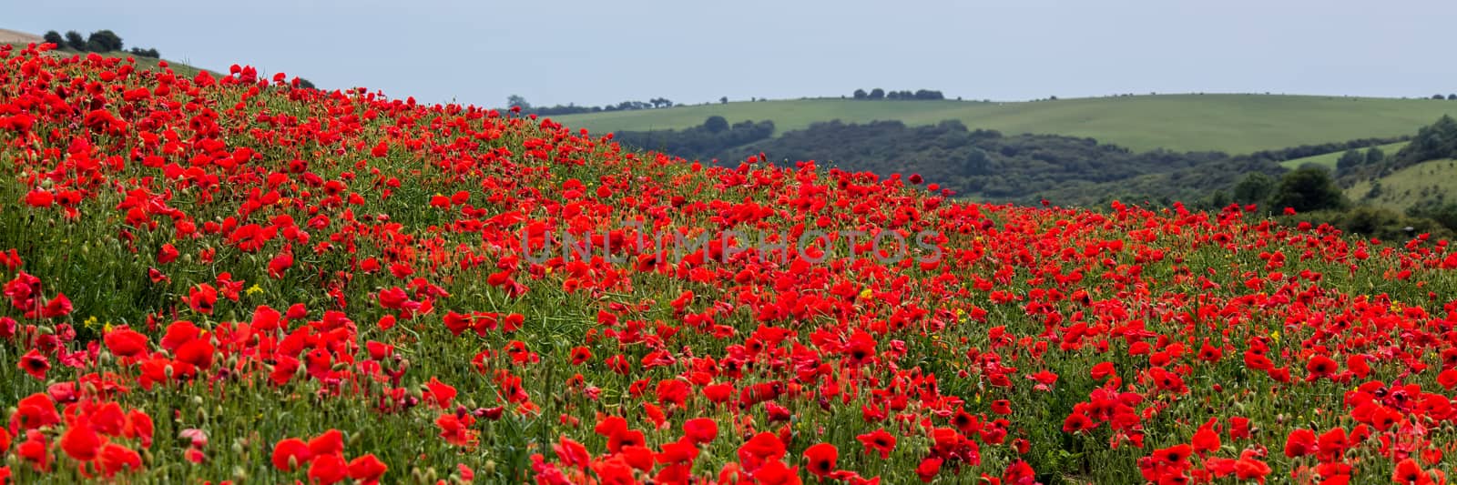 Field of Poppies in Sussex by phil_bird