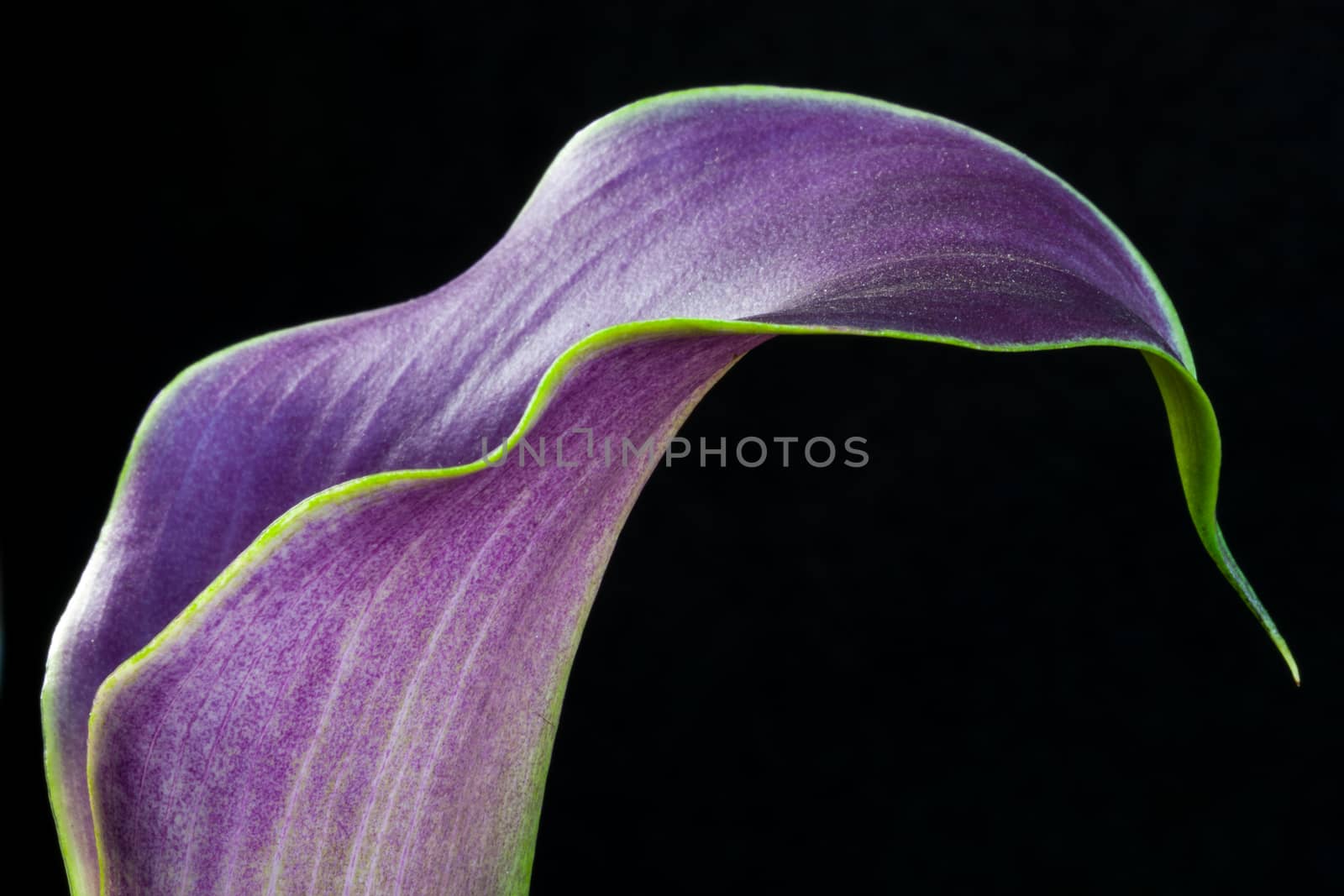 Purple Calla Lily by phil_bird