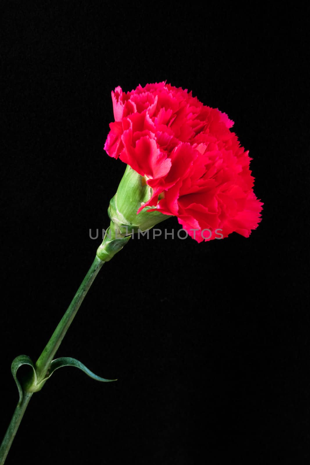 Single Red Carnation against a Black Backgound by phil_bird