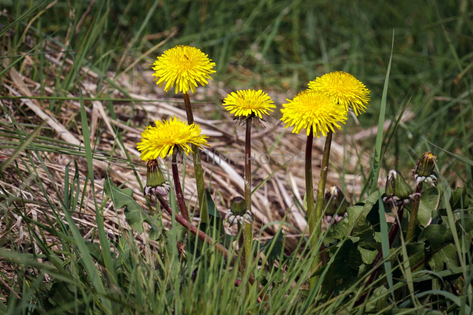 Close-up of a Clump of Dandelions (Taraxacum)