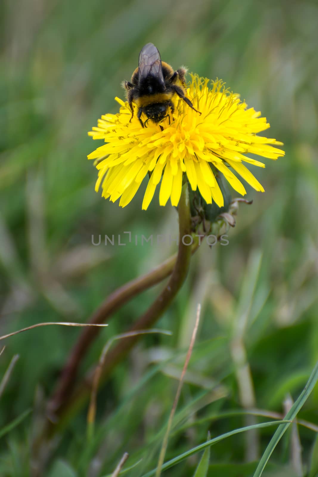 Bee collecting pollen from a Dandelion (taraxacum)