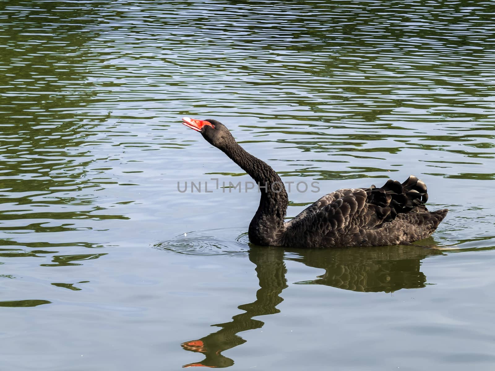 Black Swan (cygnus atratus) by phil_bird