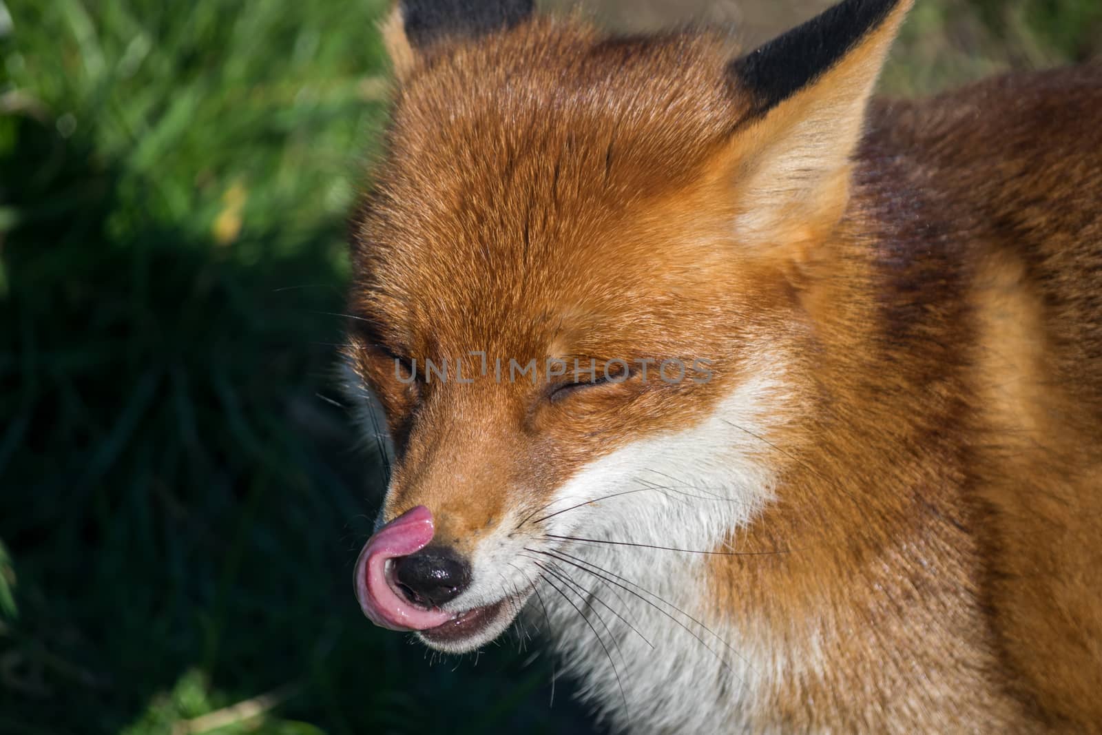 Red Fox (Vulpes vulpes)