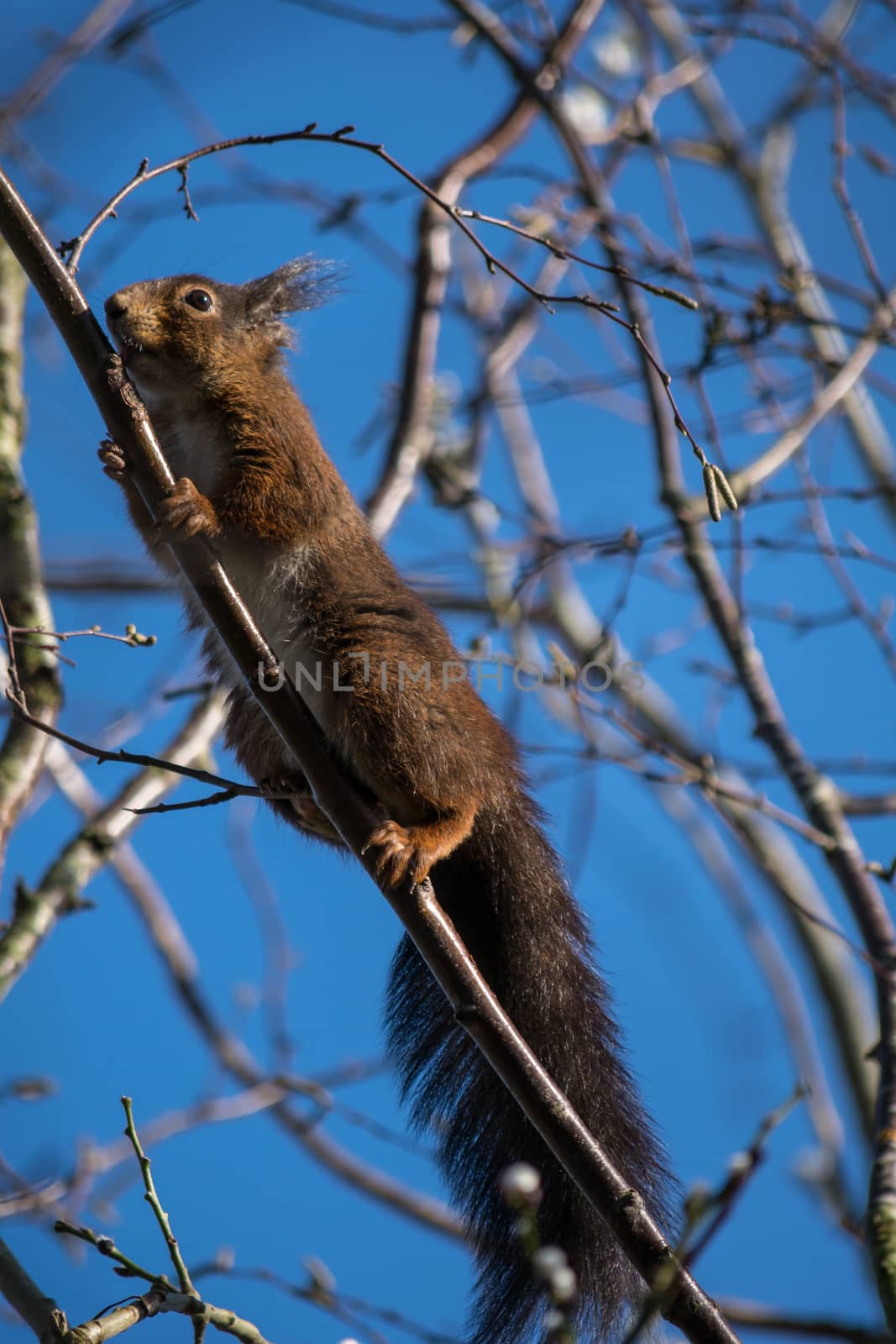 Eurasian red squirrel (sciurus vulgaris) by phil_bird