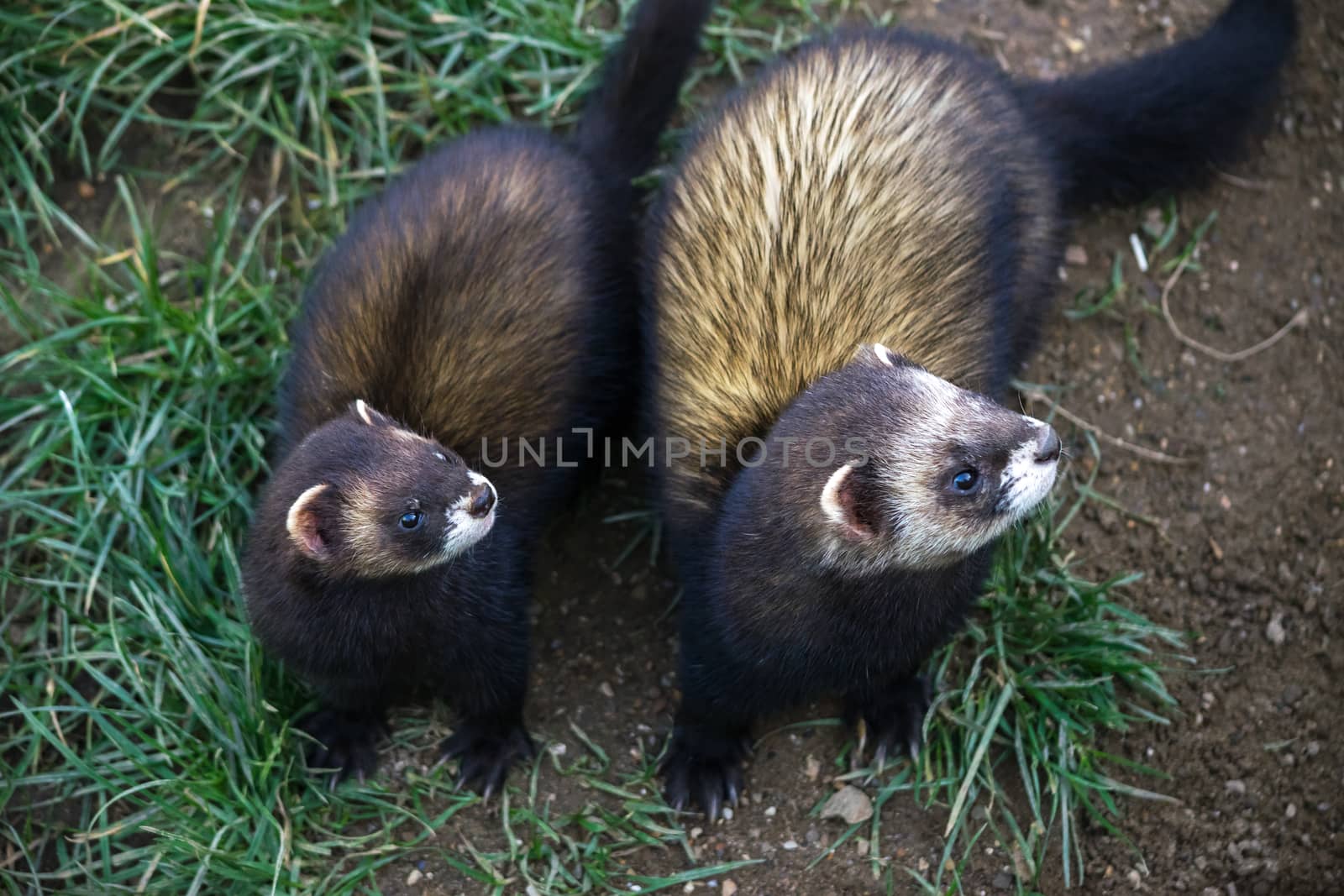 European Polecat (mustela putorius)