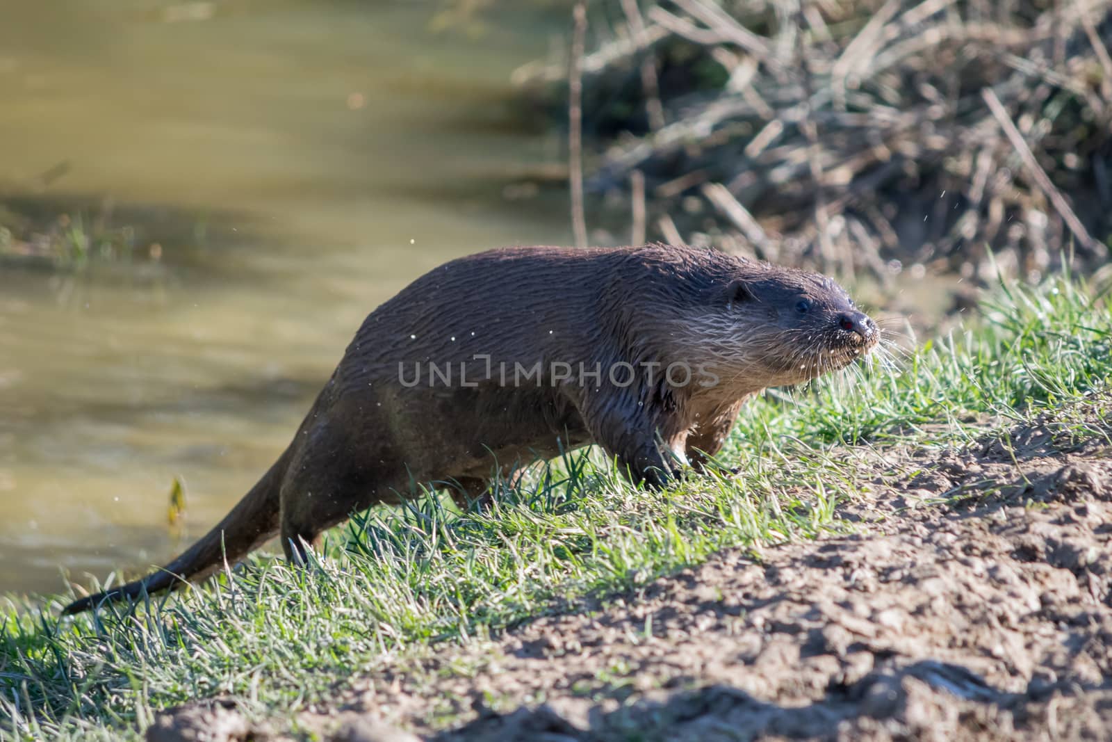 Eurasian Otter (Lutra lutra) in natural habitat by phil_bird