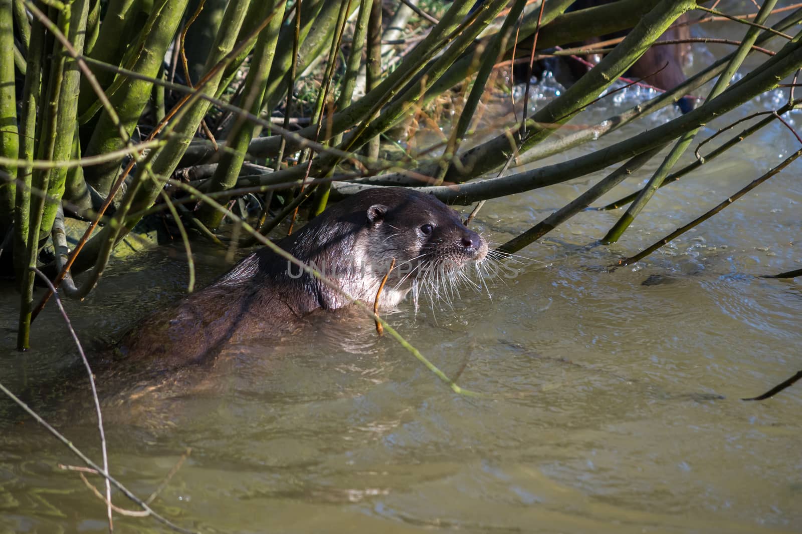 Eurasian Otter (Lutra lutra) in natural habitat by phil_bird