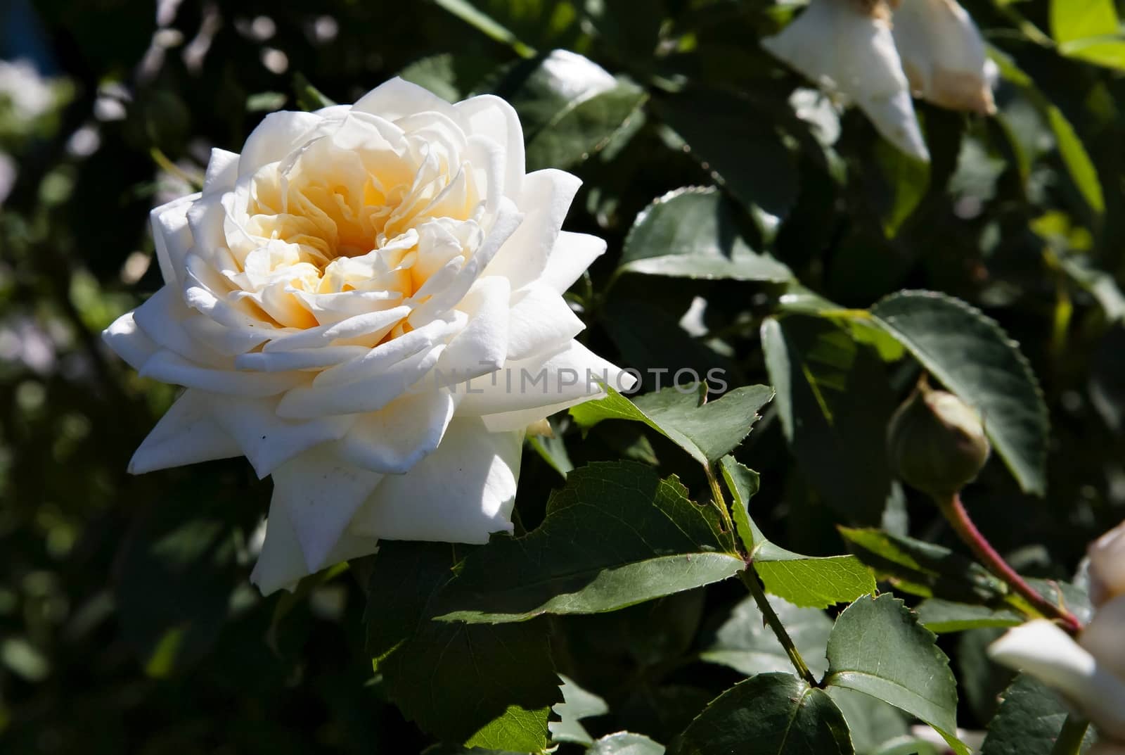 beautiful cream rose in bright morning sunlight