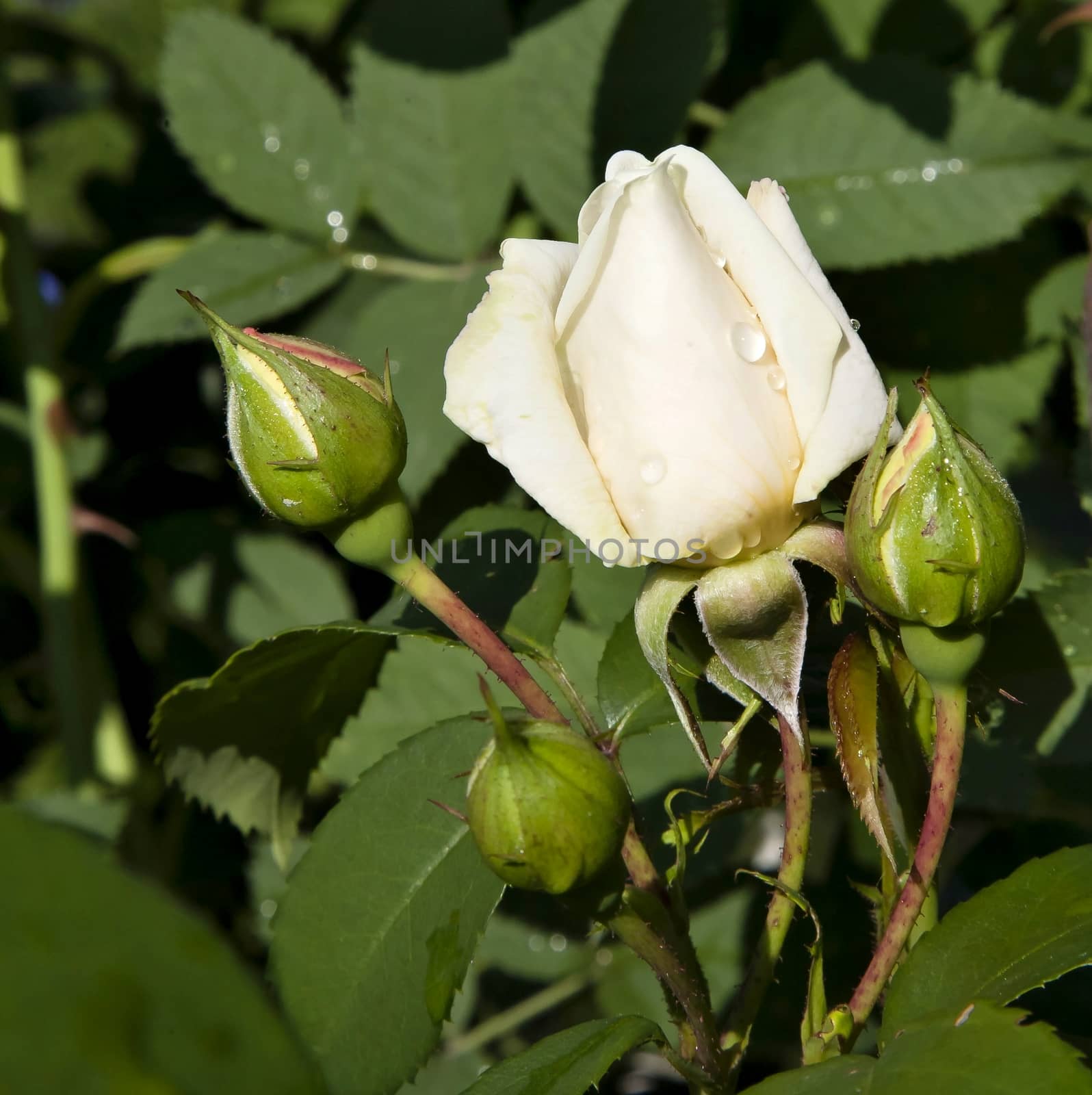 Bud cream roses with dew drops in morning sunlight