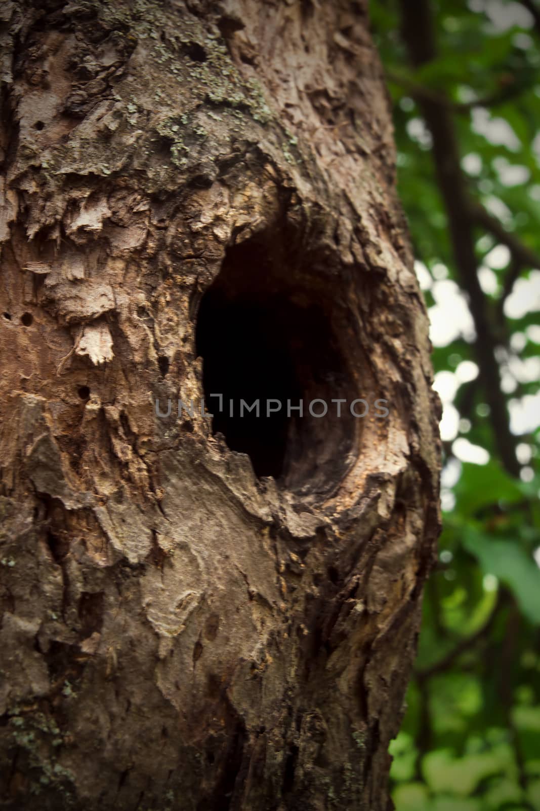 Deep hollow in an old tree in the open air