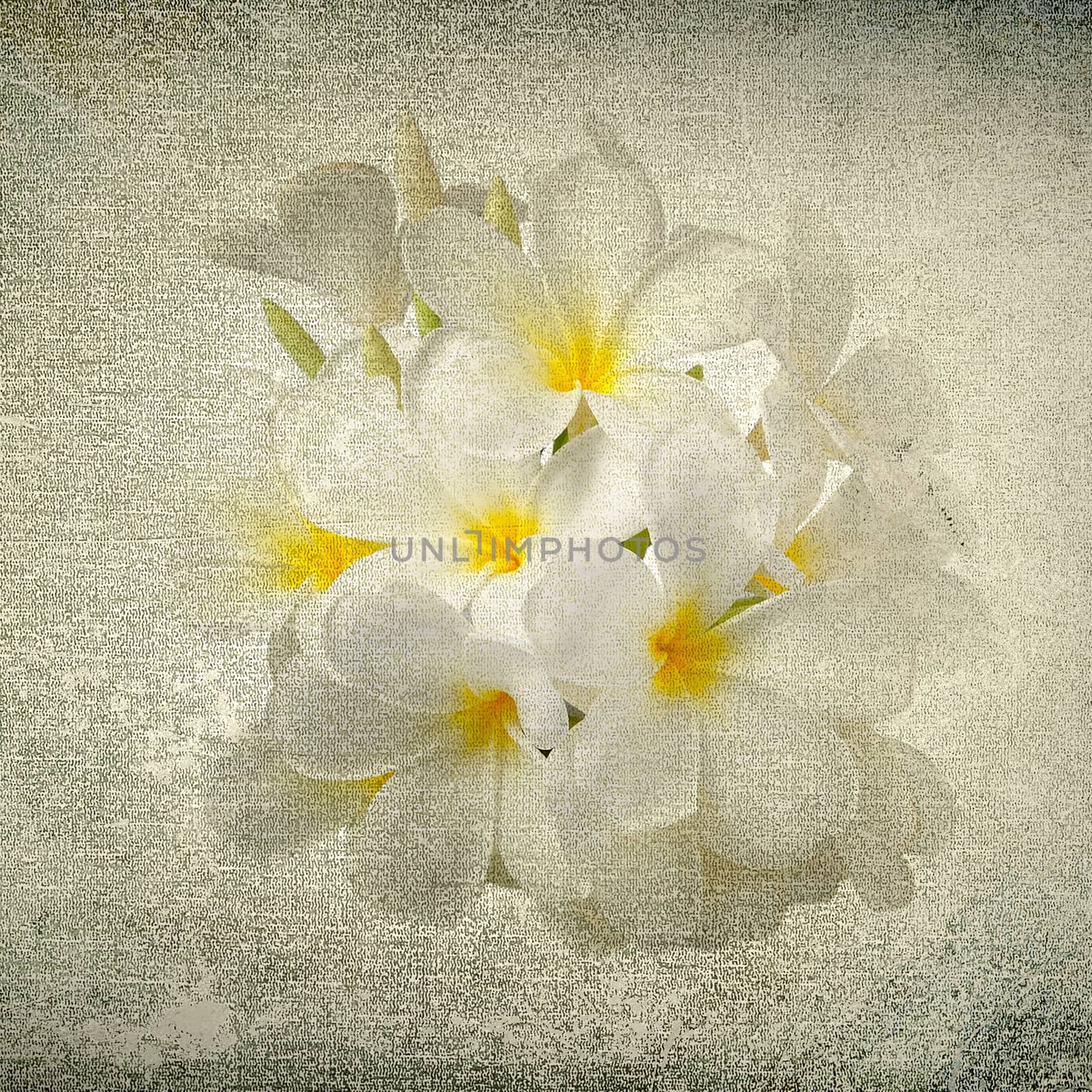 frangipani flower in the grunge paper  by sommai