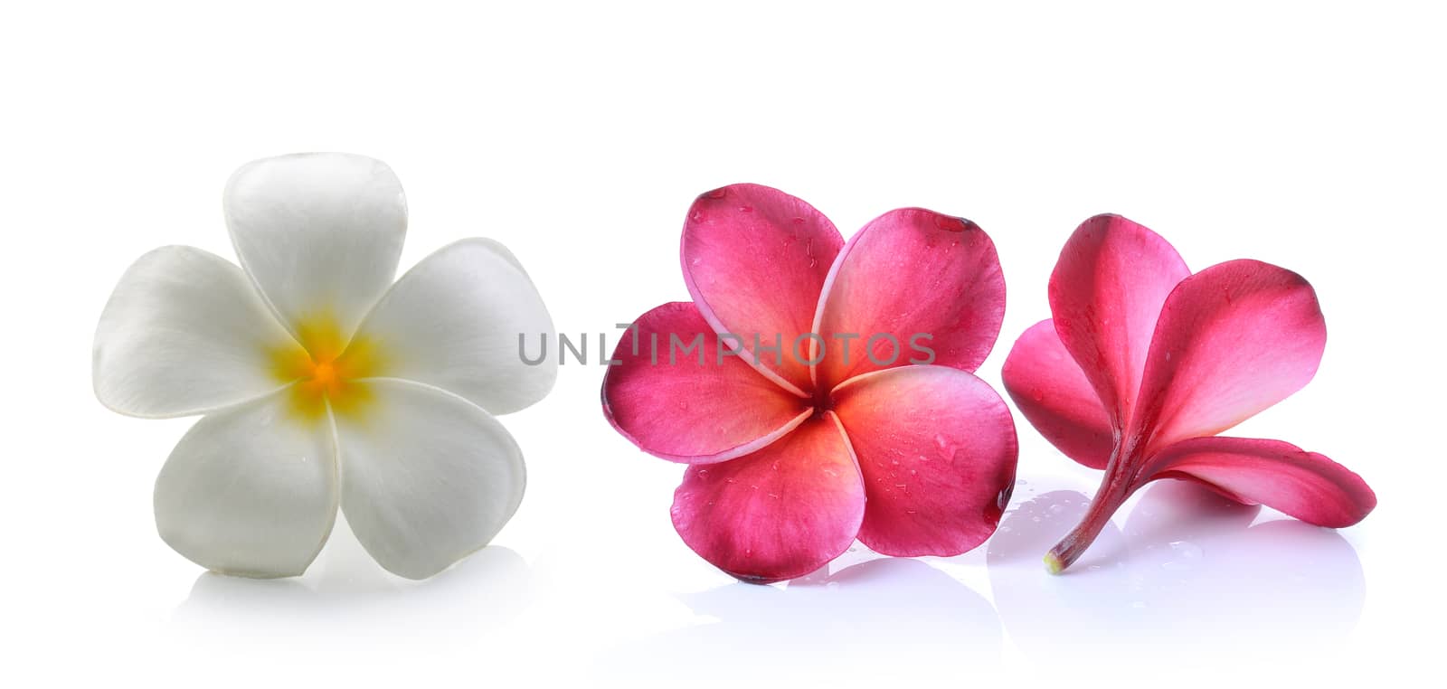 frangipani flower isolated white background by sommai