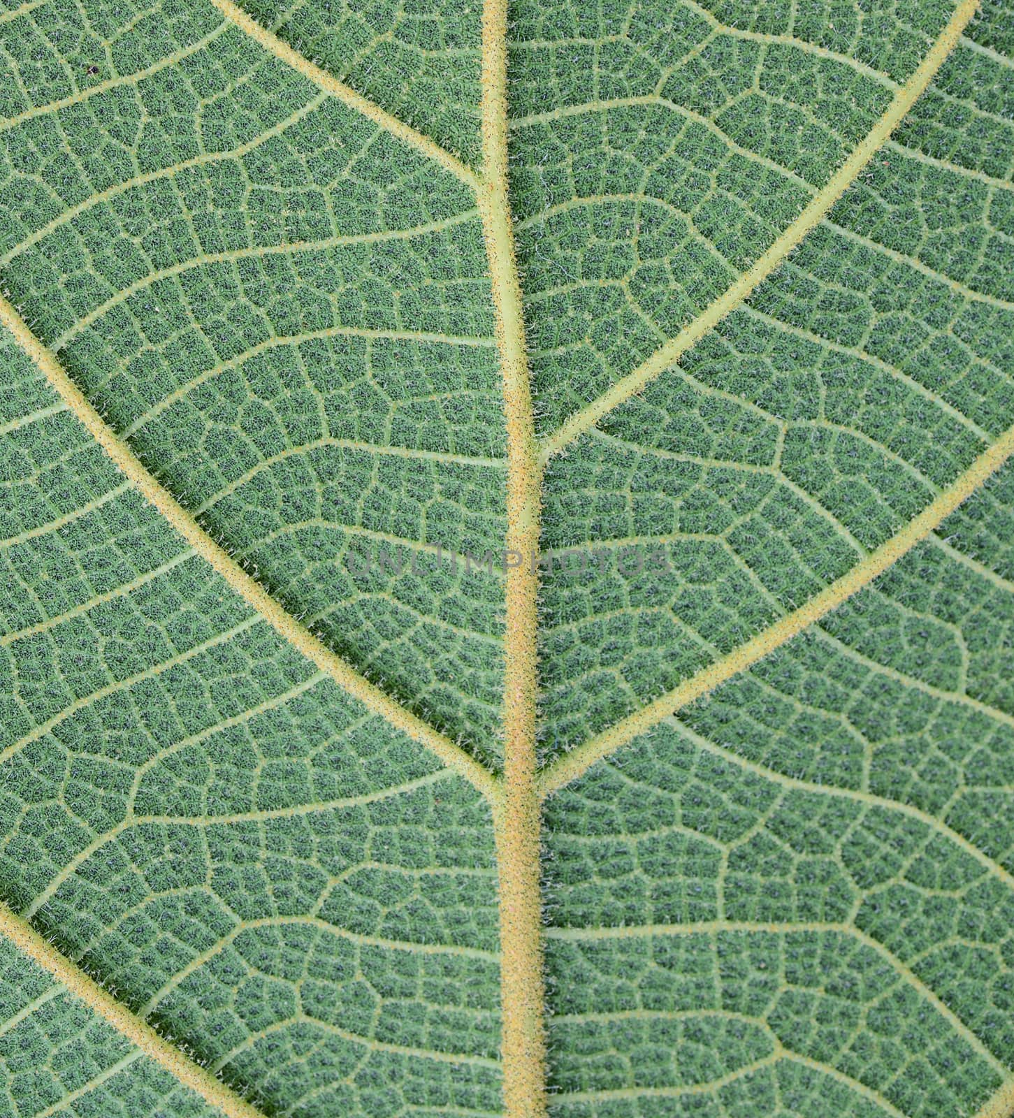 leaf texture by sommai