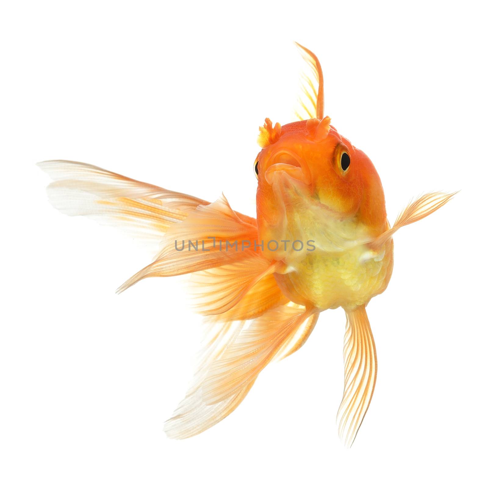 gold fish isolated on white background