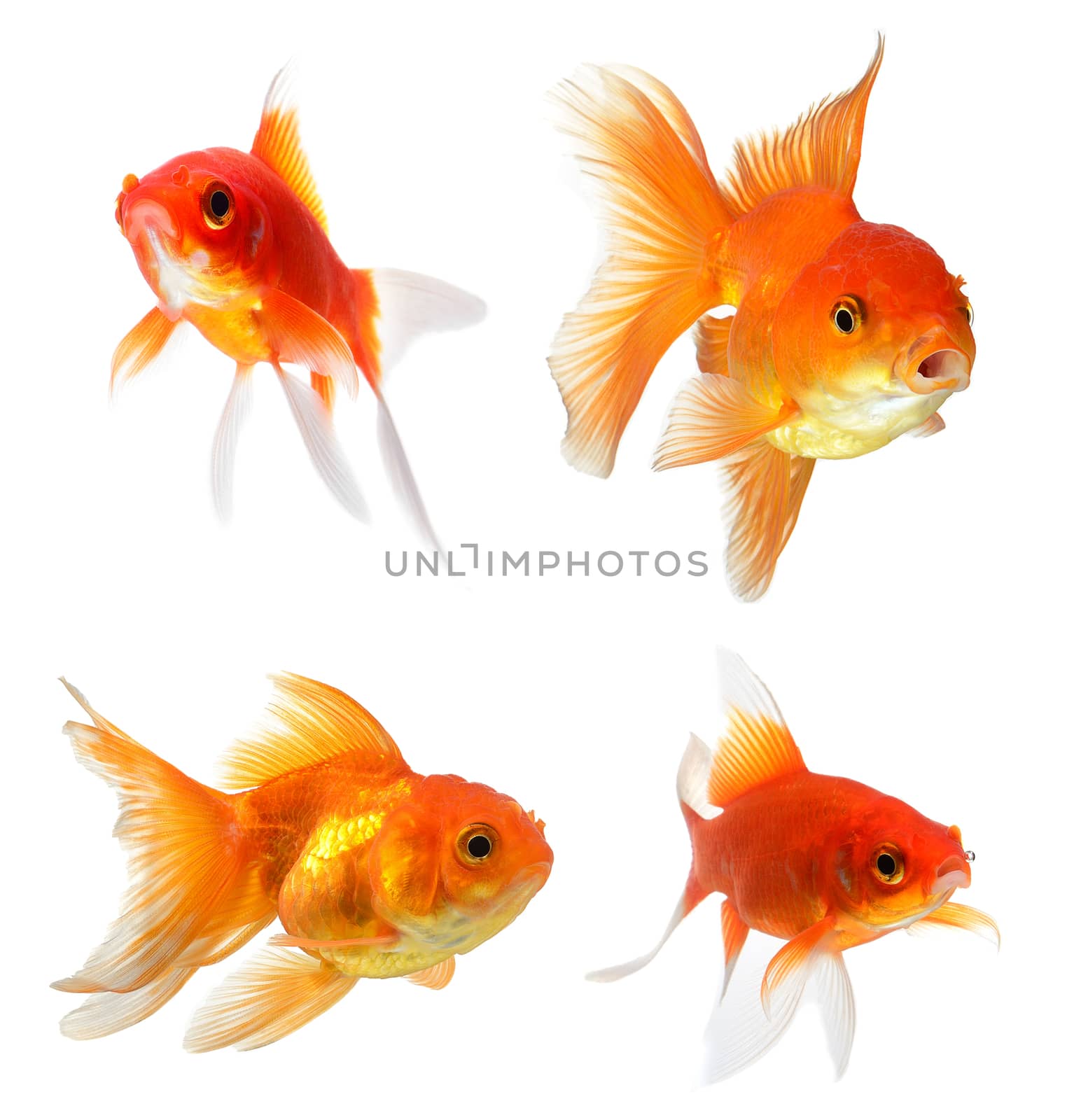  Goldfish Isolated on White Background by sommai