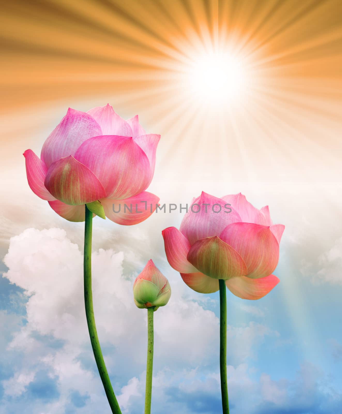 pink lotus and sun light in blue sky background by sommai