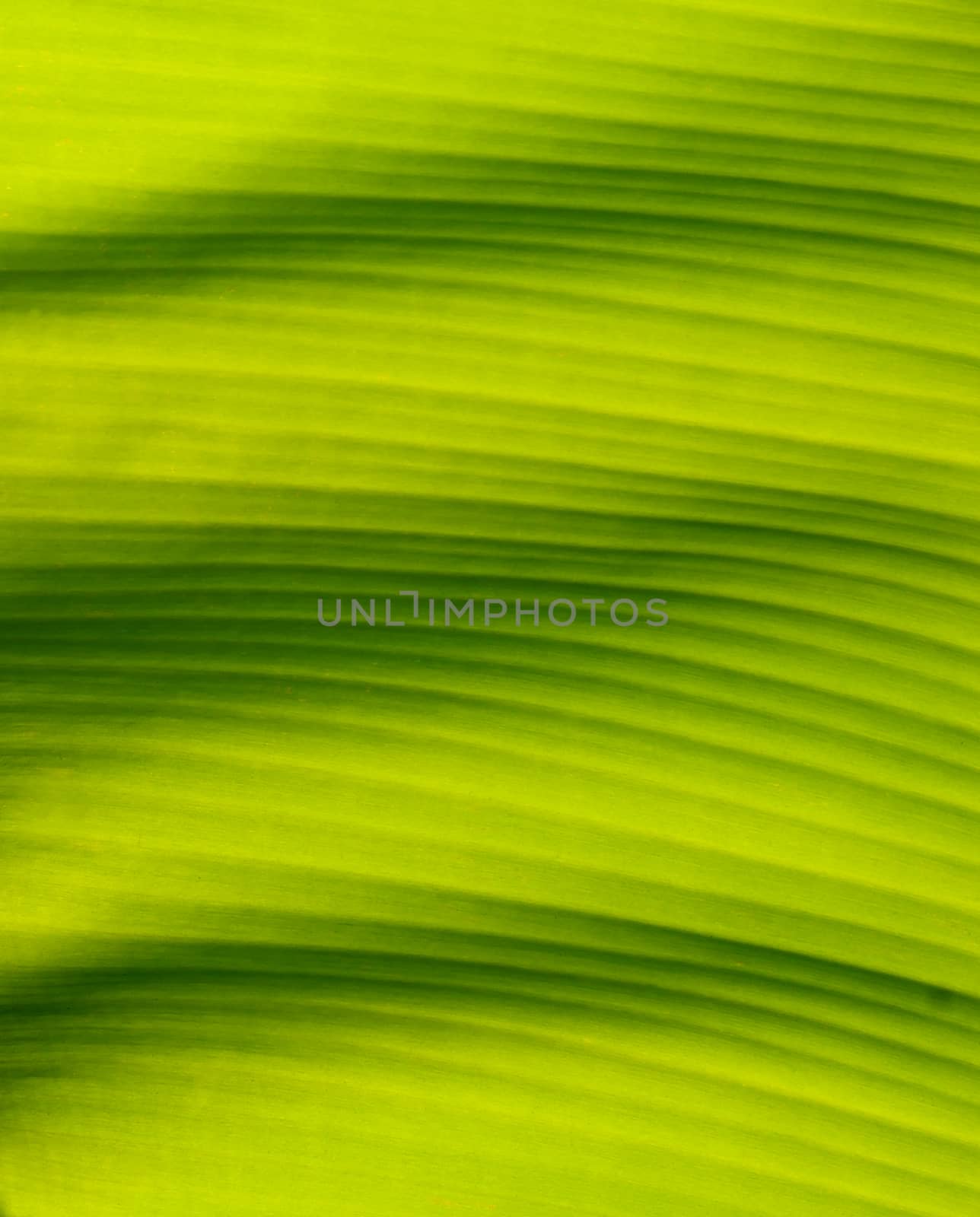 closeup of banana leaf texture