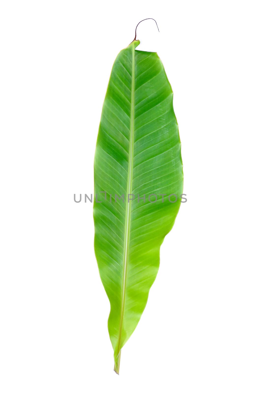 banana leaves on white background