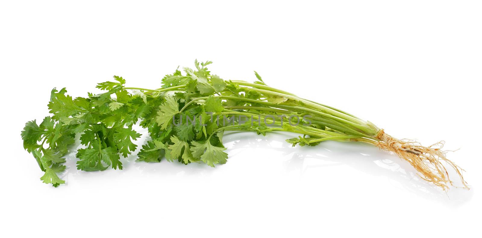 Coriander on white background