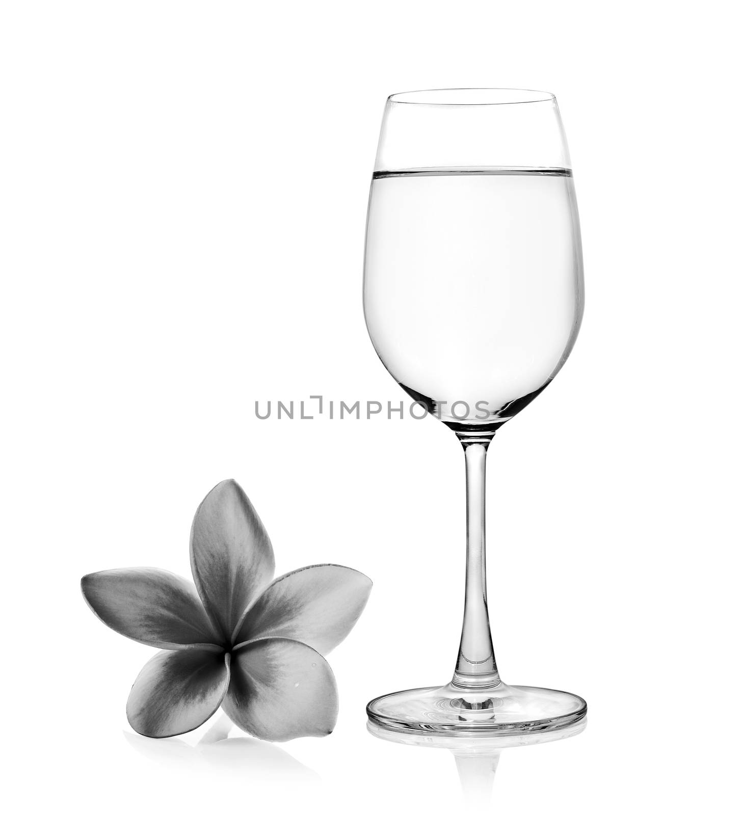 Glass of water and black and white Tropical flowers frangipani (plumeria)